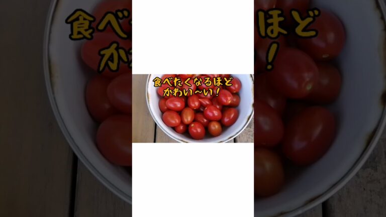 【料理女子の簡単レシピ】食べたくなるほどかわい～い！/ミニトマトのコンポート/shorts