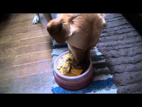 犬の薬膳〜元気がない時に、豚肉とかぼちゃのあんかけご飯