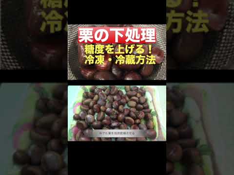 【栗の下処理の方法】【糖度を上げる冷凍・冷蔵保存の方法】　＃栗の下処理＃糖度を上げる冷蔵保存＃皮が剥きやすくなる冷凍保存