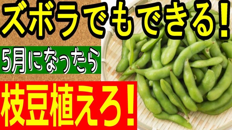 【2025年最新版】枝豆の育て方を種まきから収穫まで完全解説！