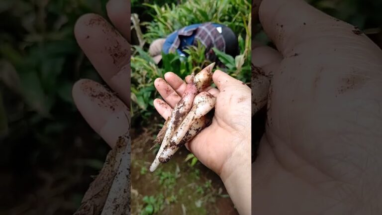 ミョウガ取り名人が秋ミョウガをとってくれました😲