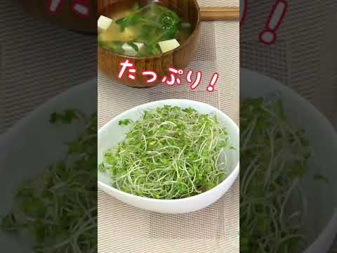 朝ごはんにぴったり！！スプラウト納豆ごはん　#Shorts