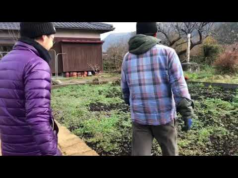 【最高！朝摘みわさび菜】畑のシェフ　これが野菜本来の食感だ！おじさん旅⑥
