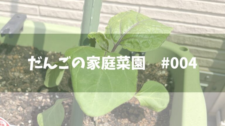 【家庭菜園】ミニトマトの花が咲きました｜ミニトマト｜ピーマン｜ナス｜ニラ｜葉ネギ【#004】