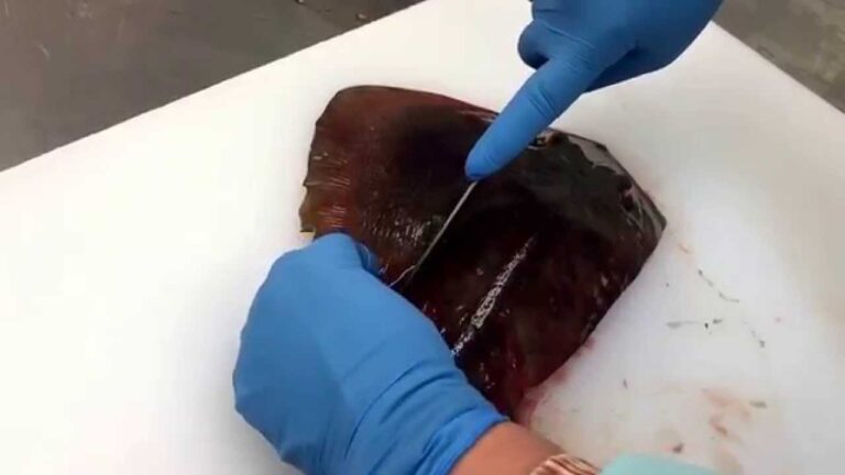 エイ魚醤　加工赤エイ万能調味料オンリーワン素晴らしい美味しさ引き立つ