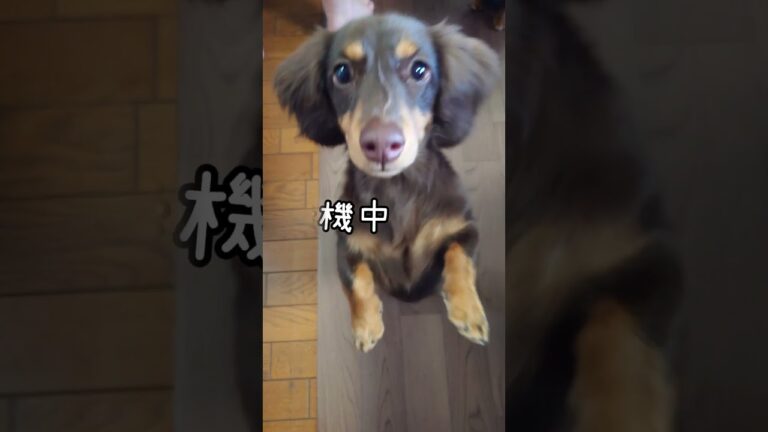 端午の節句🎏ということで愛犬に手作り柏餅（柏の葉はなし）を作ってみました✨＃こどもの日＃端午の節句＃柏餅＃ミニチュアダックス＃カニヘンダックス＃子犬