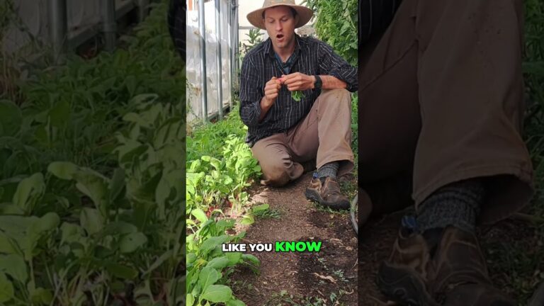 Grow Radishes for Winter Storage: Easy Tips & Recipes!