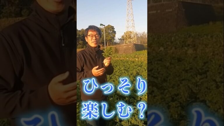 甘くて美味しいカリーノケールの菜花をご紹介！#グストイタリア　#gustoitalia #トキタ種苗　#カリーノケール　#イタリア野菜　#家庭菜園