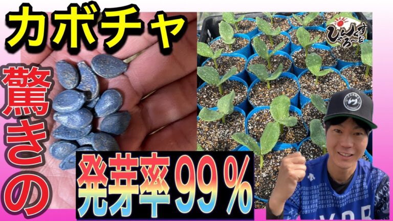 【おすすめ家庭菜園にも使える】お風呂の残り湯を使って驚きの発芽率99%【カボチャ】