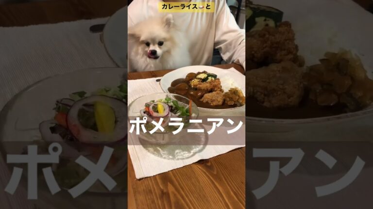 カレーライス🍛とポメラニアン    #pomeranian#shorts#ポメ#カレー#夜ご飯#おじさん#料理#puppydog#子犬#もふもふ