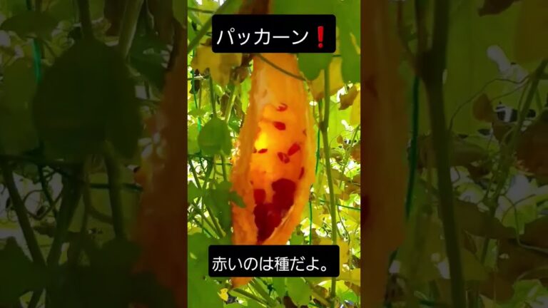 誰でもわかる、ゴーヤ完熟への道のり