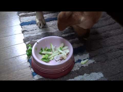 犬の薬膳〜ほてりがちな犬に：豚とセロリのあっさり素麺