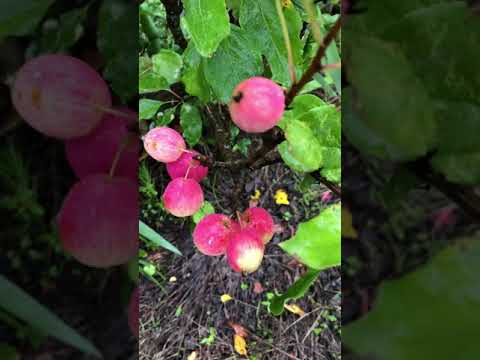 紅色の姫リンゴ🔴