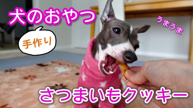 【材料2つ！】簡単にできる犬のおやつを作ってみた★犬用さつまいもクッキー★DIY SWEET POTATO DOG TREATS