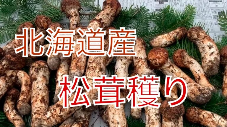 松茸採り＆松茸料理