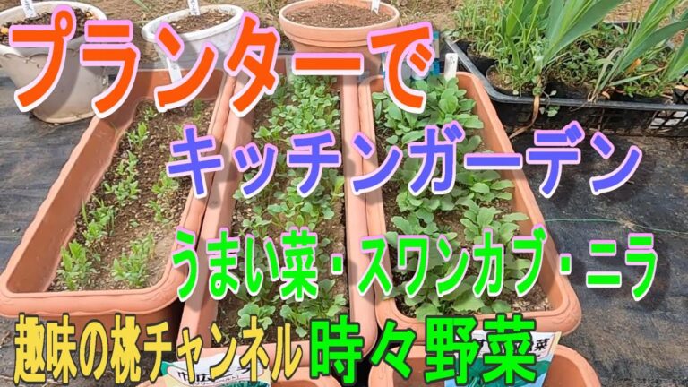 プランターで　キッチンガーデン【うまい菜・スワンカブ・ニラ】23/5/27