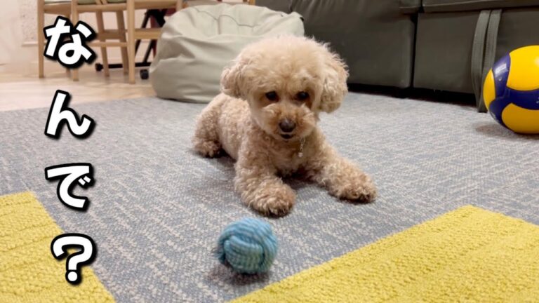 温厚な愛犬が拗ねるとこうなります笑