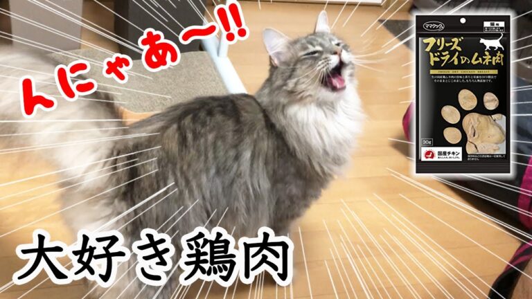 フリーズドライ❄️鶏ムネ肉のおやつ🐓に大興奮のヤスミン❤︎