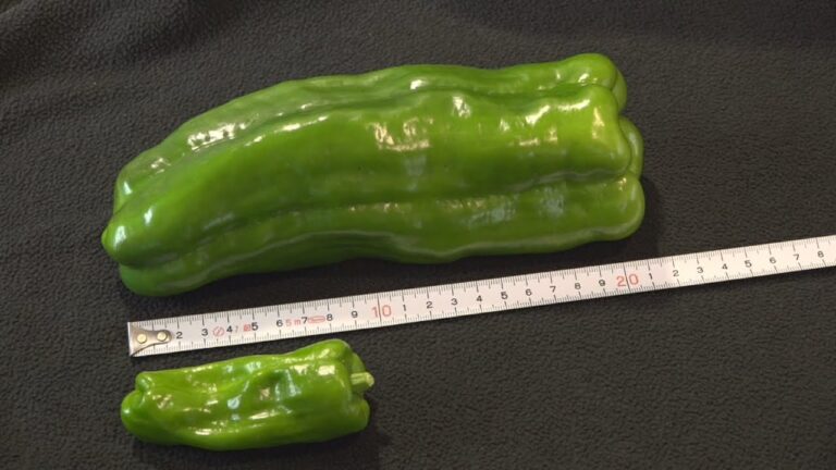 天ぷらがおすすめ！肉厚で食べやすい「ジャンボピーマン」出荷開始　岡山・津山市