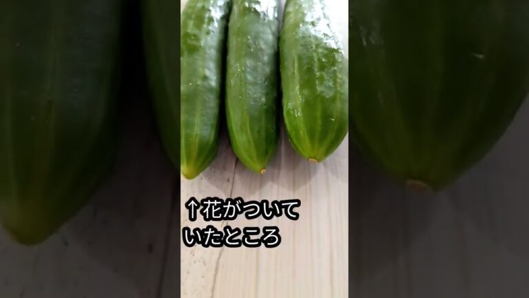 新鮮な野菜の見分け方。キュウリ編。