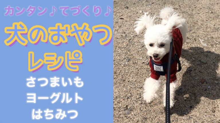 簡単手作り🐶犬のおやつ🐾さつまいも🍠ヨーグルト🥛はちみつ🐝犬ごはんレシピ・トイプードル
