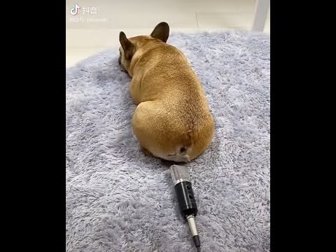 自分のおならの音にビックリして起きる犬