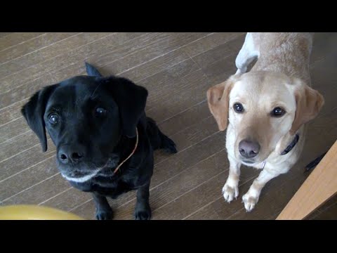 ラブラドールの手作りご飯：トマトと豚肉のチーズリゾット風