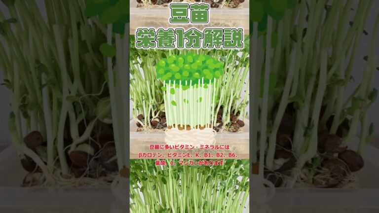 【ゆっくり解説】豆苗の栄養を1分で解説 #shorts