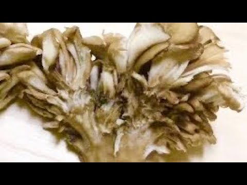 舞茸で天ぷらを作ったら美味しかった！