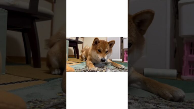 【柴犬】クッキーさくさく音ASMR風