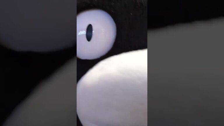 お土産ちょーだい🎶「ごめん！ない！」くまモンさんからどつかれましたwww  #くまモン #人吉球磨マルシェ #ゆめタウン光の森