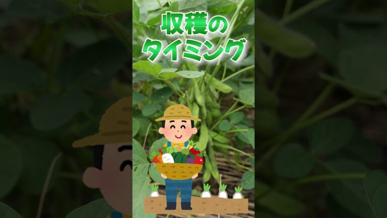 家庭菜園や農園の枝豆栽培でベストなタイミングで枝豆を収穫する秘訣３選！ #shorts 【農家直伝】3 tips for harvesting green soybeans.
