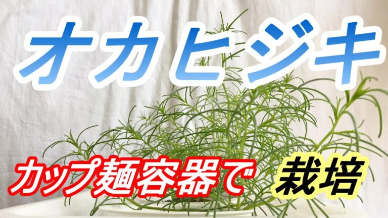 オカヒジキ 種まき～収穫　発泡容器で【水耕栽培】