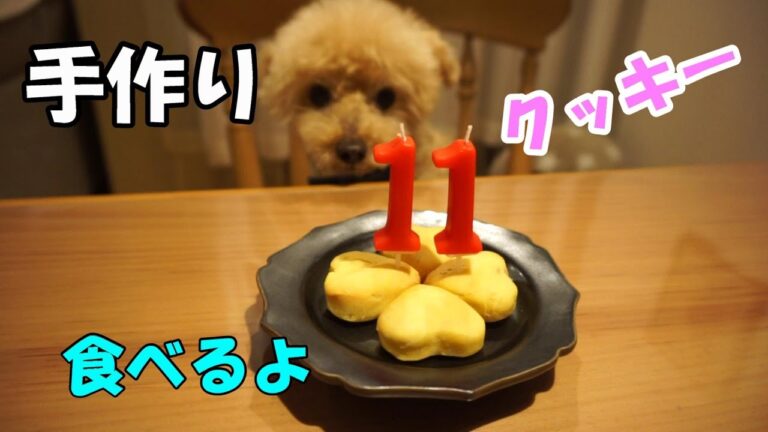 犬手作り　さつまいもクッキー食べるよー【35】