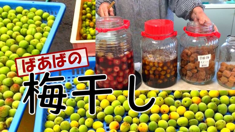ばあばの梅干し4種！らっきょう酢漬け、カリカリ梅　気軽に高級梅干しを作る　傷あり虫食いなんでもできる　美味しい　夏バテ防止　梅があれば色んな漬け方ができる！　塩分8％　自家製　無農薬　無添加