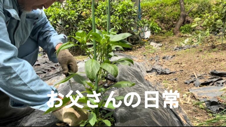 【兼業主夫】今日のお父さん　最近パン作りにハマっています