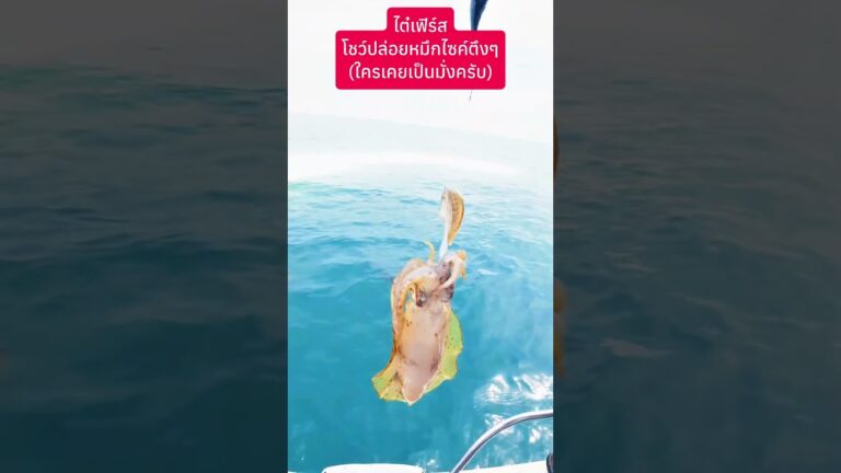 🐙หมึกตัวเล็กเก็บไว้ผัดกระเพรา👌ตัวใหญ่มันเหนี่ยวแนะนำให้ปล่อย😂#thejaystory #ตกหมึก #ใครเคยเป็นมั่ง