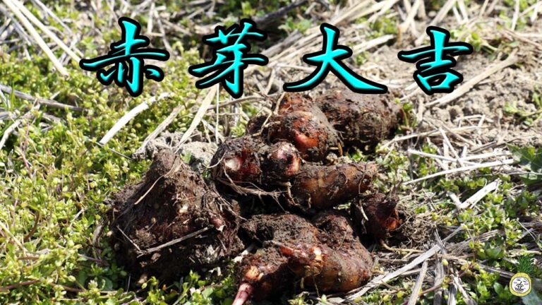 サトイモ 里芋 赤芽大吉 Colocasia esculenta【 うろうろ和歌山 】タロイモ類の仲間でサトイモ科の植物