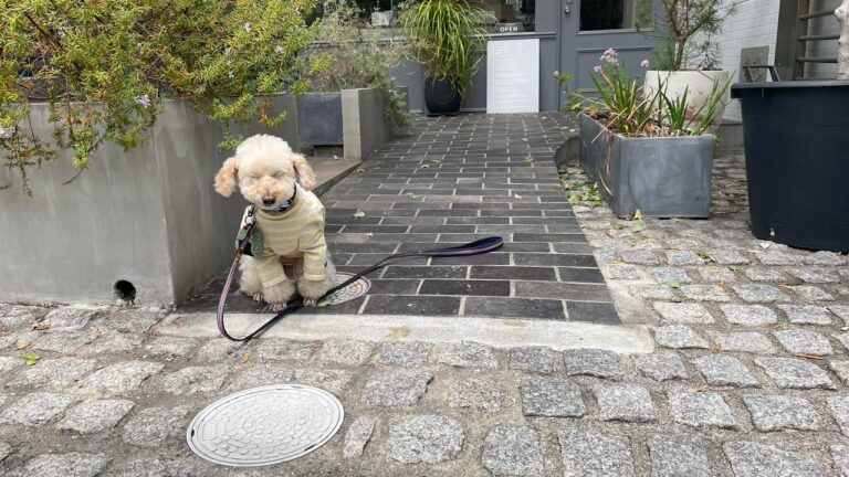 【愛犬と京都】【トイプードル】FILE Natural Food Works〜下鴨神社〜加茂みたらし茶屋#トイプードル#トイプードルアプリコット #京都カフェ #みたらし団子 #オーガニック野菜