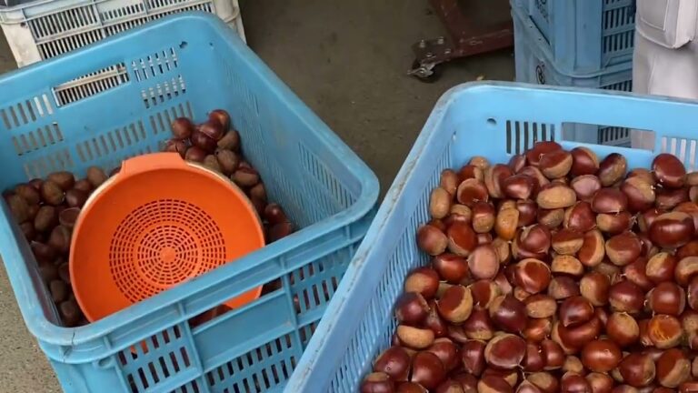 なかやま栗センターの焼栗。  この時期、人もマシンもフル稼働です！