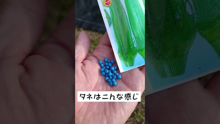 【種まき】オクラのポット苗をつくります。