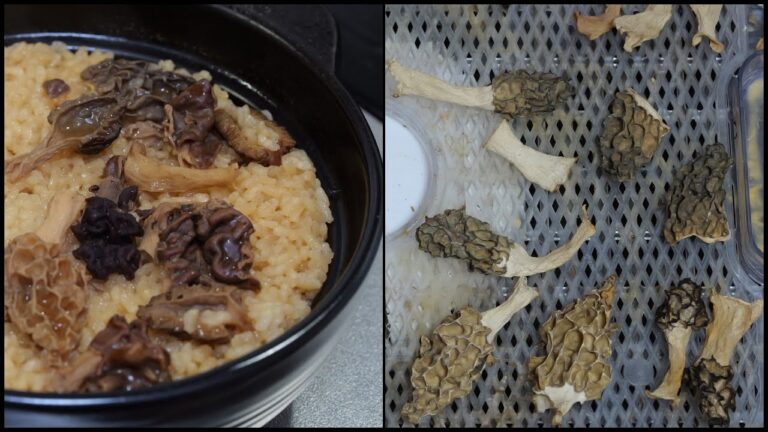 イエロー干してブラックとシャグマと炊き込みご飯にするの巻 20250520