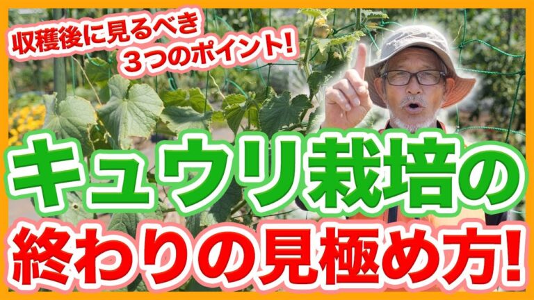 家庭菜園や農園のキュウリ栽培で栽培終了の見極め方！収穫後にみるべき３つの重要ポイントを徹底解説！【農園ライフ】