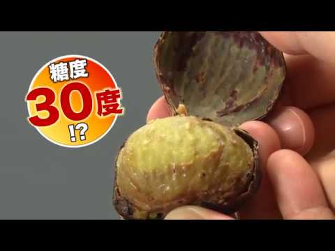 松尾栗園 能登の焼き栗プレミアム