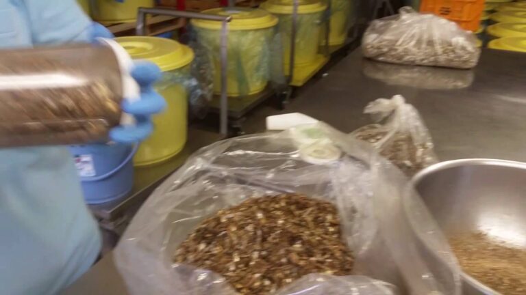 子供のための体にやさしいおやつ