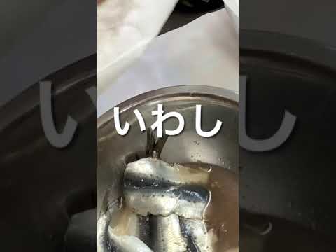 魚嫌い？ でも、これなら食べられるよ。You can eat even if you hate fish「Sardines」 #shorts