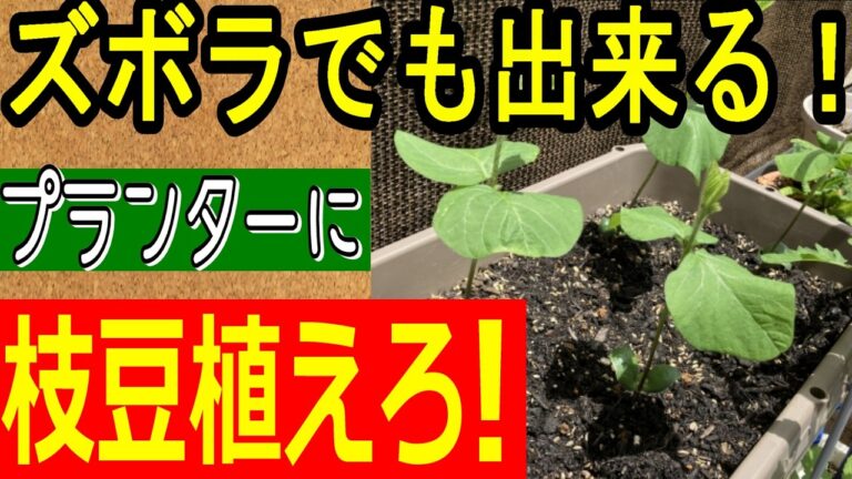 【2025年 最新版】誰でも出来る！枝豆をプランターで育てる方法を徹底解説！