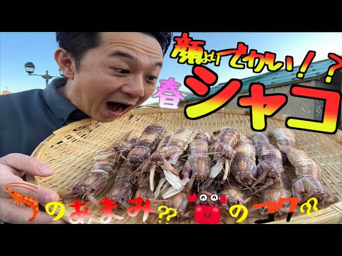 【超特大】小樽前浜産特大シャコは、エビの贅沢な甘みと、カニの濃厚なコク【子持ちシャコ】
