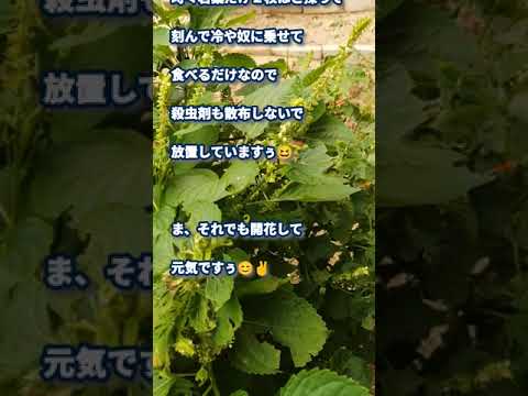 庭の青紫蘇（大葉）の様子 #Shorts