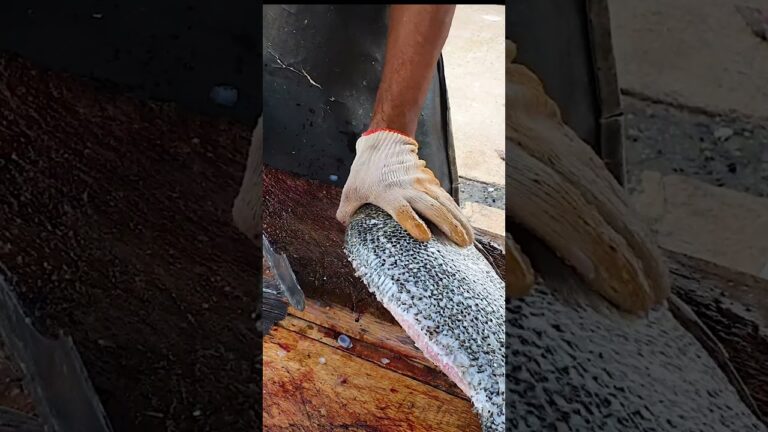 Very Rare Black Bronce Beam Fish Chopping | Endangered Fish Cutting